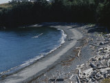 A Gull Soars over a Driftwood-Covered Shoreline