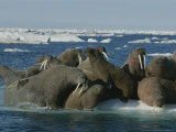Atlantic Walruses Gather Together on an Ice Floe