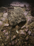 A Thorny Skate  Raja Radiata  Rests on a Rocky Ocean Floor