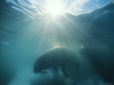 An Underwater Shot of Walruses  Odobenus Rosmarus  Swimming