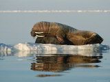 A Mother Walrus Gives Her Infant a Flipper Hug and a Tusk Rub