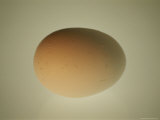 A Close View of a Softly-Lit Egg