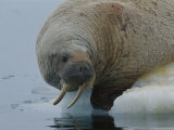 An Atlantic Walrus Rests on an Ice Floe