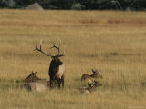 Wapiti  or Elk  Male and Harem