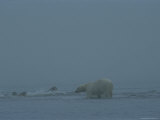 A Polar Bear Looks for a Young and Defenseless Walrus to Attack