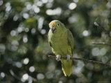 A Mostly Green Parakeet Perched on a Branch
