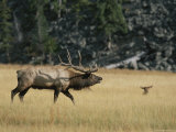 Wapiti  or Elk  Male During Mating Season
