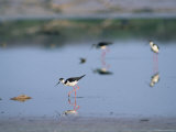 Black-Necked Stilts Walk Through a Mud Flat Looking for Food