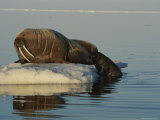 An Atlantic Walrus Struggles up onto an Ice Floe Near its Mother