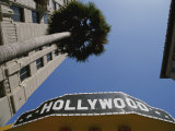 A Tour Bus Sign and a Palm Tree Scream out Hollywood