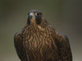 A Portrait of a Juvenile Peregrine Falcon (Falco Peregrinus)