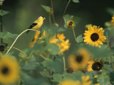 A Male American Goldfinch Sits on a Sunflower Eating Seeds