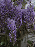 Wisteria Blossoms Drape an Old Fence Post