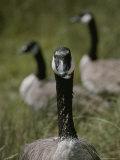 A Trio of Canada Geese  Branta Canadensis  Sit in a Field