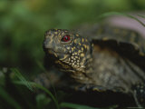 A Close View of an Ornate Box Turtle