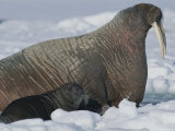 A Female Atlantic Walrus  and Her Calf Rest on an Ice Floe