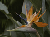 Close View of Bird of Paradise Flower