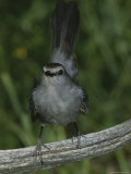 A Gray Catbird  Dumetella Carolinensis  Perches on a Dead Tree Limb