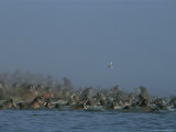 Walruses Often Gather Together for Safety in Numbers