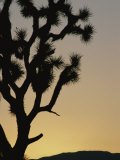 Silhouetted Joshua Tree in Antelope Valley
