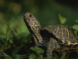An Ornate Box Turtle Surveys the Surrounding Landscape