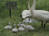 Swans and Their Babies Rest at the Waters Edge by a No Fishing Sign
