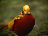 Close View of a Golden Pheasant