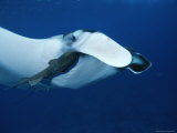 A Remora Clings Near the Gills of a Manta Ray  Manta Birostris