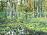 Woodland View with Marsh  Muritz National Park  Germany