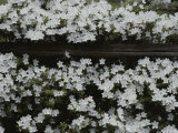 Flowering Dogwood