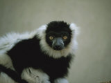 Close View of a Black and White Ruffed Lemur