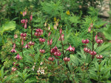 Turkenbund Wildflowers  Berchtesgaden National Park  Germany
