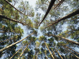 A View of Towering Trees  Looking up at Them from Below