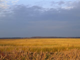 View of an Expanse of Marsh Grass in Bombay Hook National Wildlife