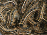 Tent Caterpillars