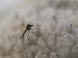 Close View of a Mosquito