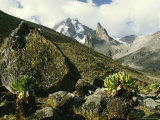 Giant Groundsel Plants Grow Amongst Rocks