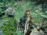 Wildcat in Woodland Habitat  Bayerischer Wald National Park  Germany