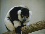 Close View of a Black and White Ruffed Lemur Perched on a Branch