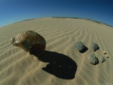 The Cranium of a Hominid and Several Stone Tools Found at Saldanh