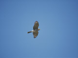 A Peregrine Falcon Soars Above the Apostle Islands