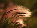 Foxtail Grass in Sunlight