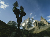 Silhouetted Giant Groundsel Plant with Mountains in Background