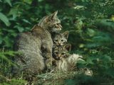 Wildcat with Young  Bayerischer Wald National Park  Germany