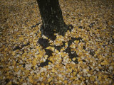 Autumn Leaves Surround a Tree Trunk