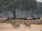Three Zebras Walk Past a Herd of Cape Buffalo Resting in Shade