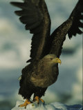 A White-Tailed Sea Eagle Flaps its Wings
