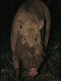 A Wild Swine Forages for Food in the Ground