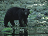Black Bear Fishing