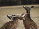 Male Red Kangaroos Sparring  Australia